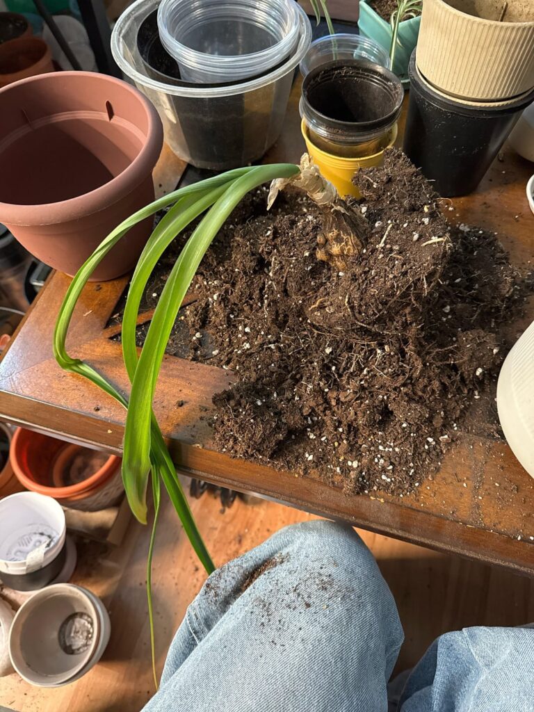 What is this??? What is this???