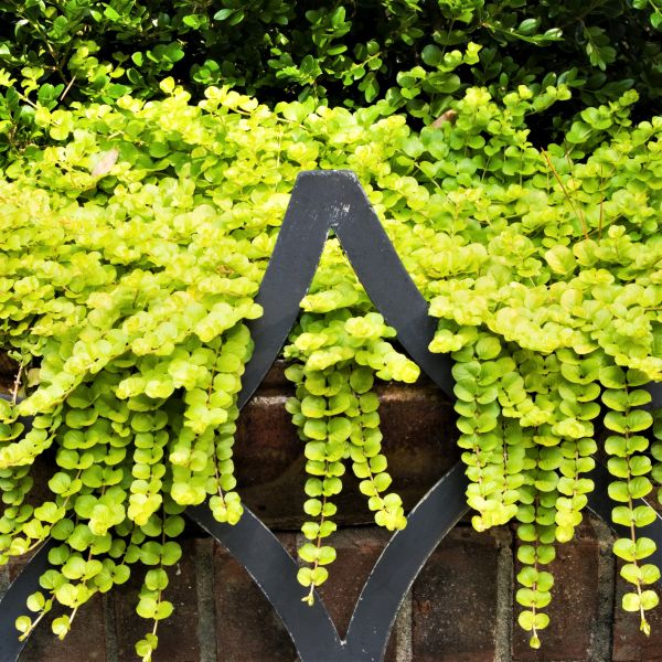 Golden Creeping Jenny - #1 Container