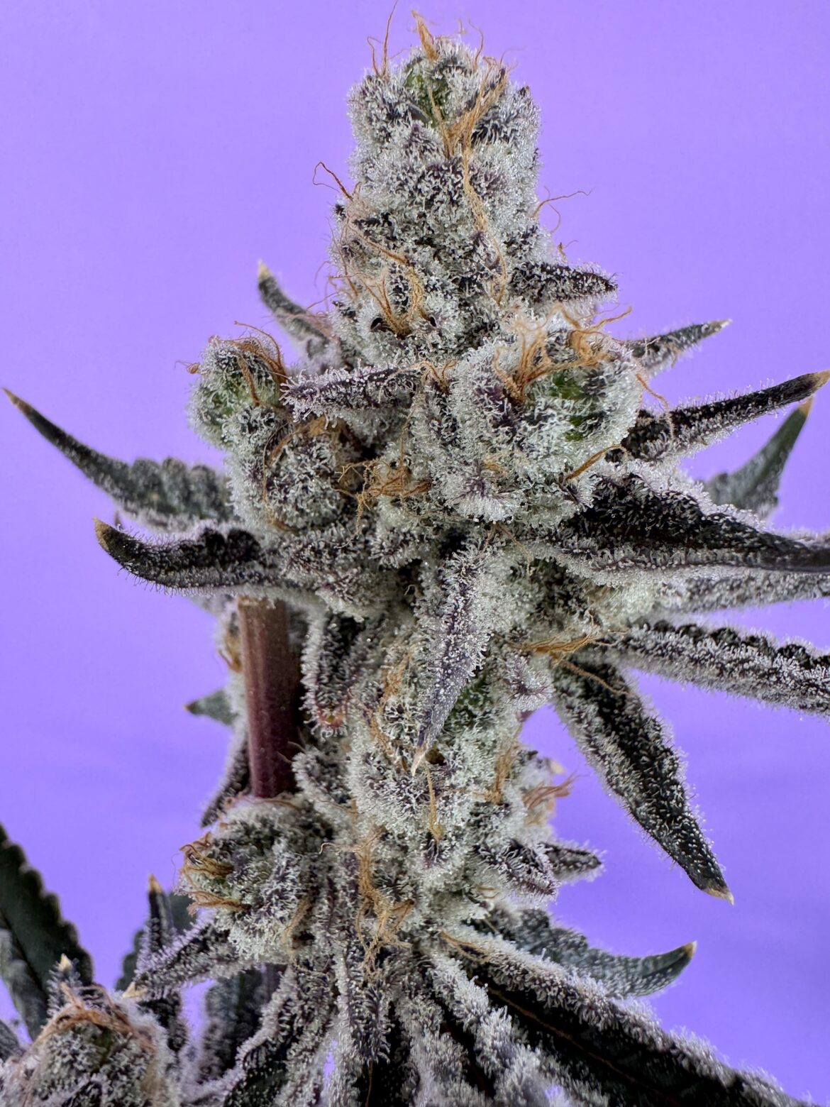 Truffaholic ( Truffle Cake x Truffaloha #1 )