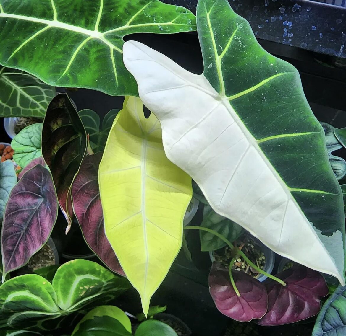 How's my creammy new leaf looking?🔥