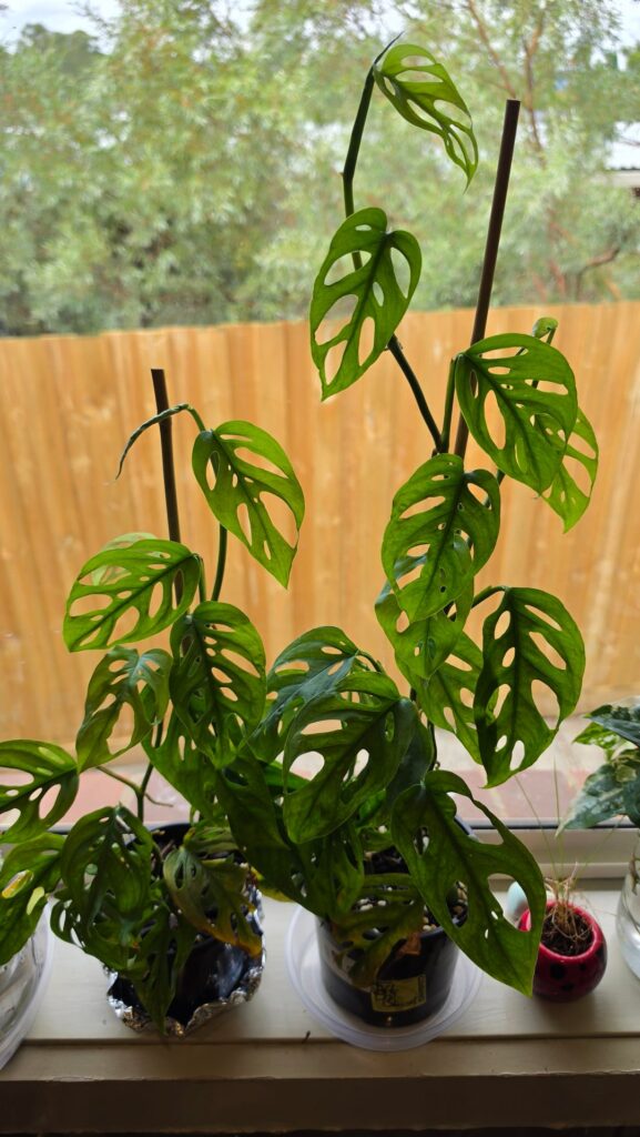 Any ideas why my Adansonii's are getting smaller and smaller?