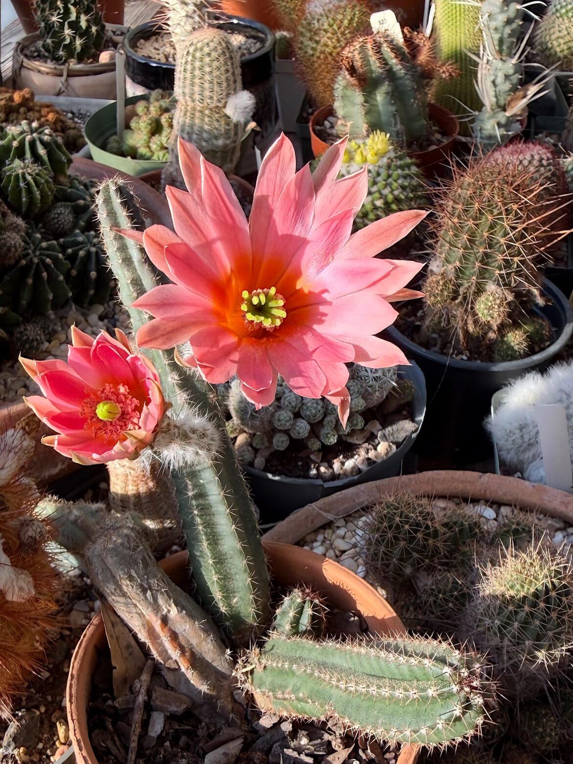 echinocereus scheeri blooming today
