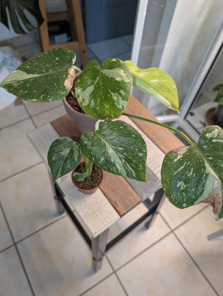 My little monstera collection