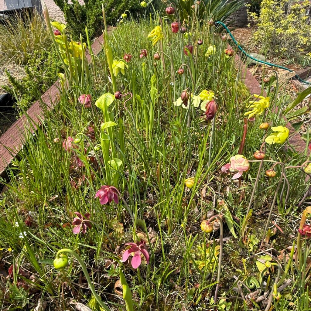 Raised Carnivorous Bog comes to life