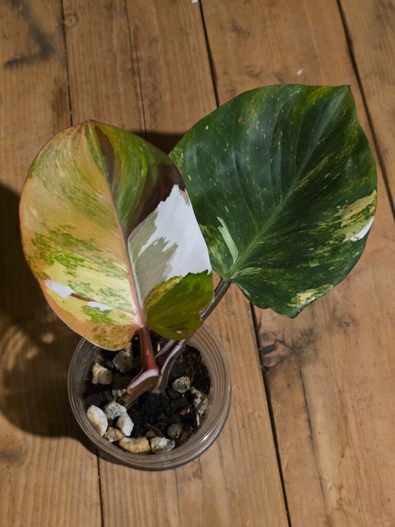 Now that the leaf has hardened off