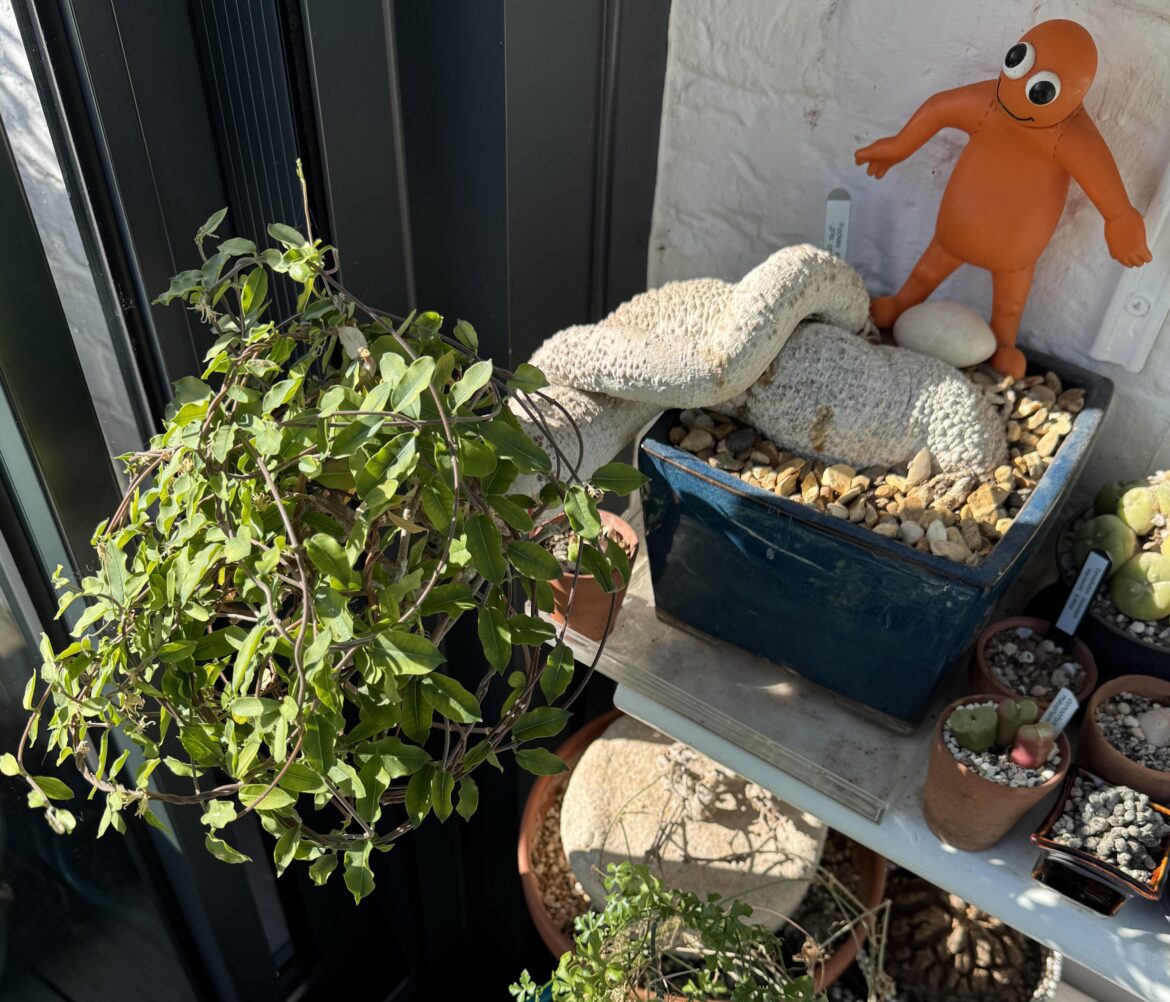 One of my fockea edulis kept all its vine over winter which is unusual for it here in UK, mind you it has been a warm year
