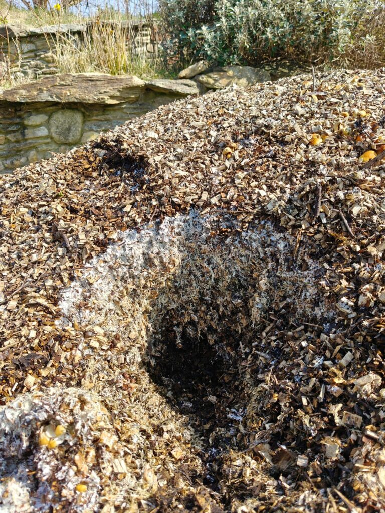 Wood chip turning into compost Wood chip turning into compost