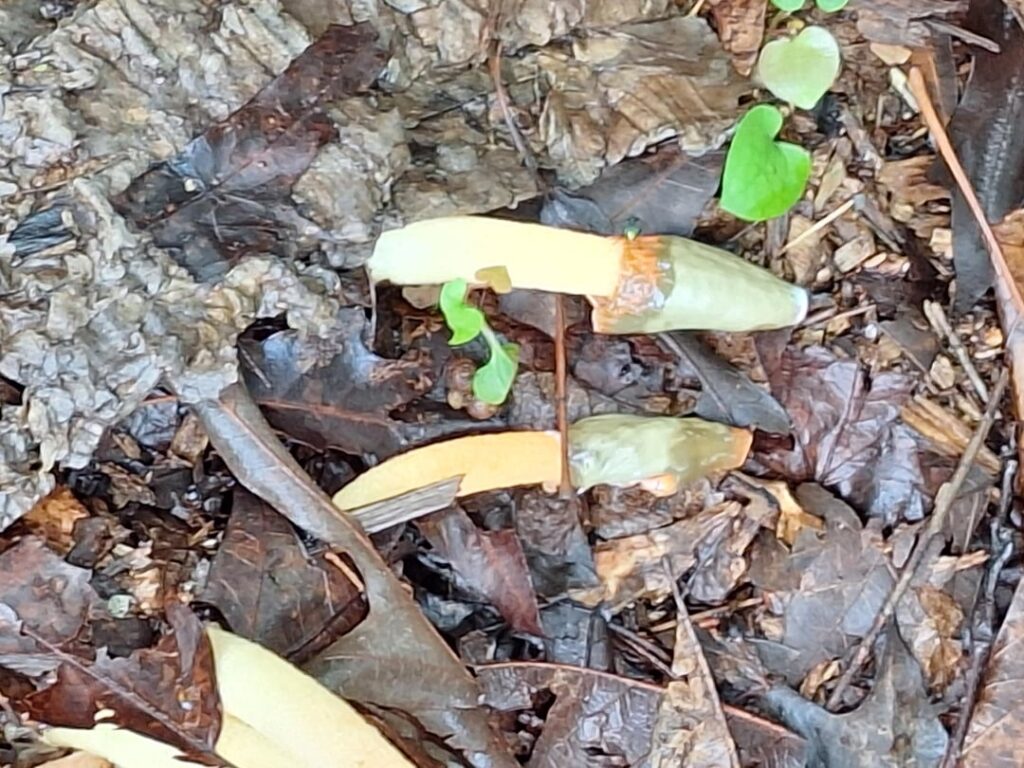 Stinkhorn mushroom  (?)