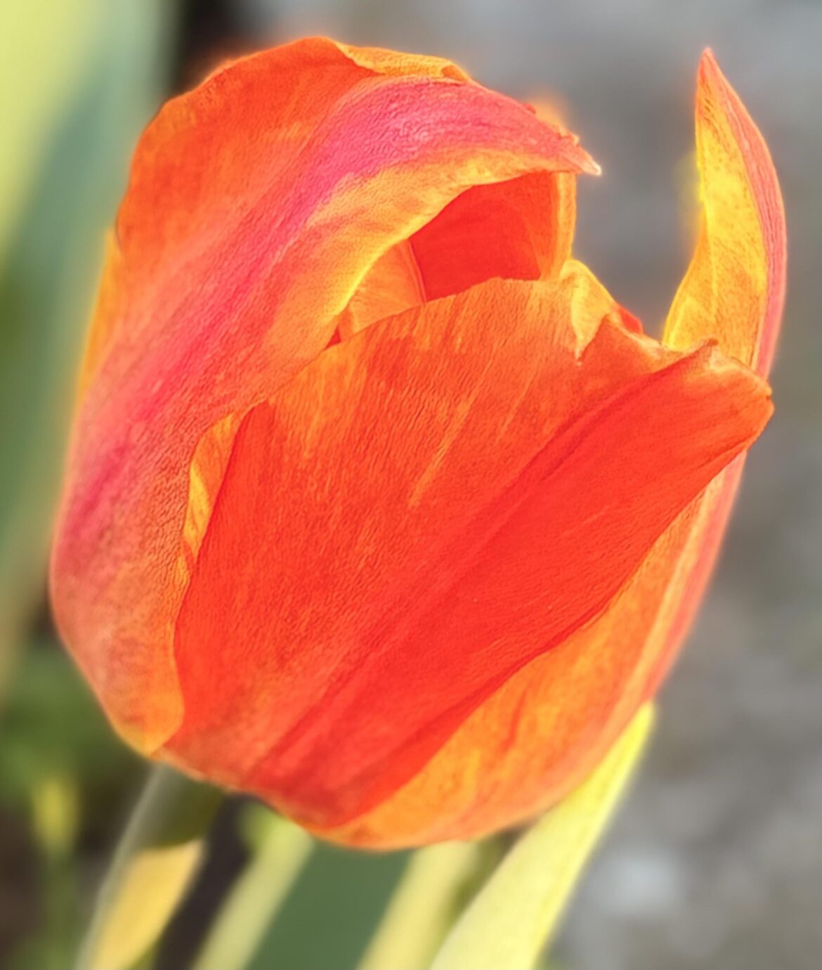 Tulip radiance