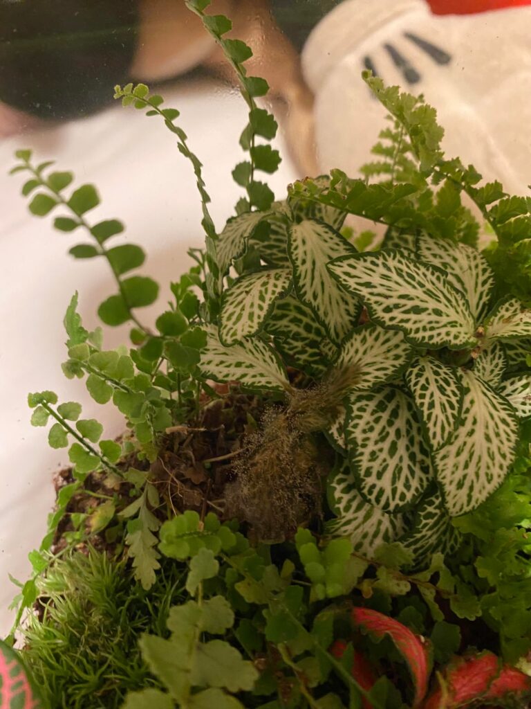 Noticed mold in my terrarium, what do I do?