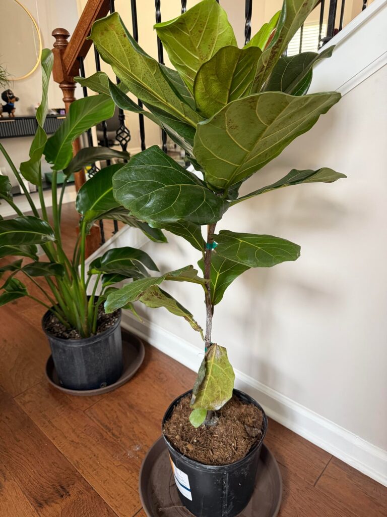 Got this from costco today Got this from costco today