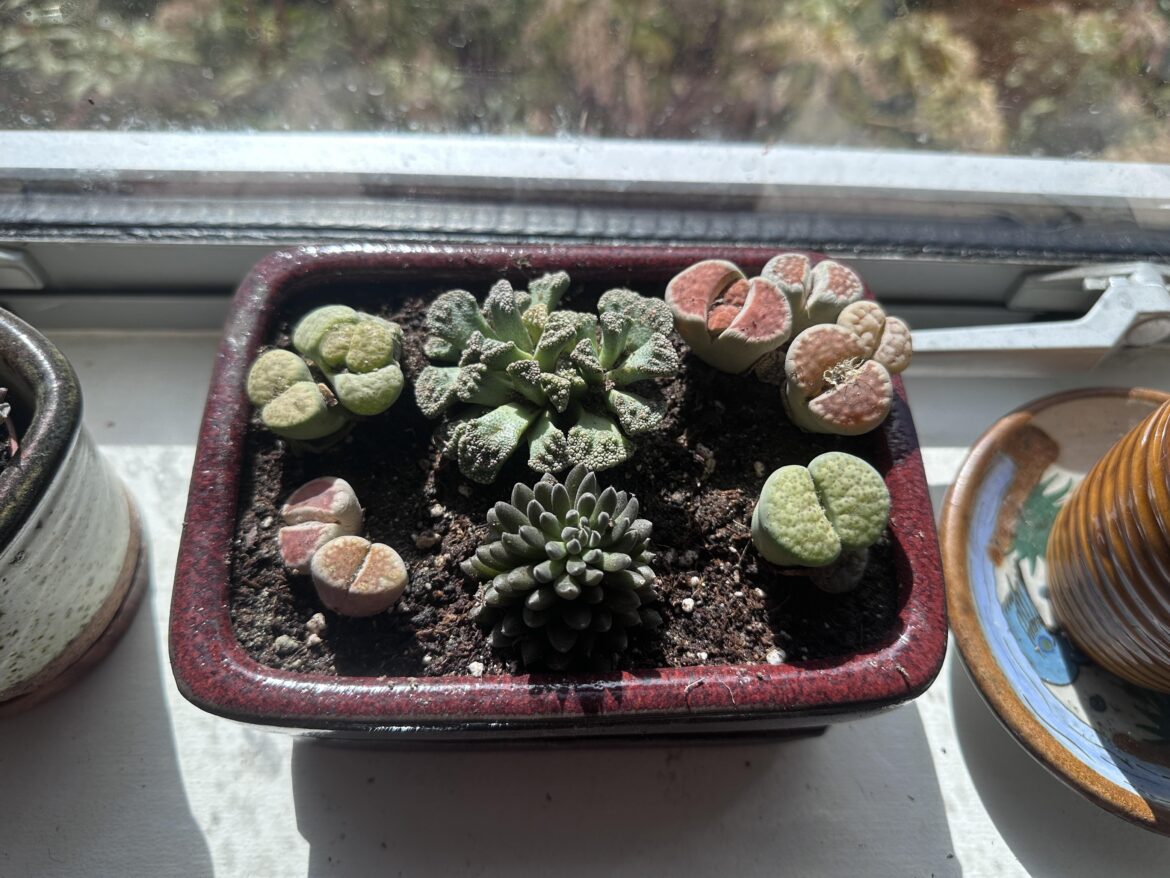 Repotted lithops Repotted lithops