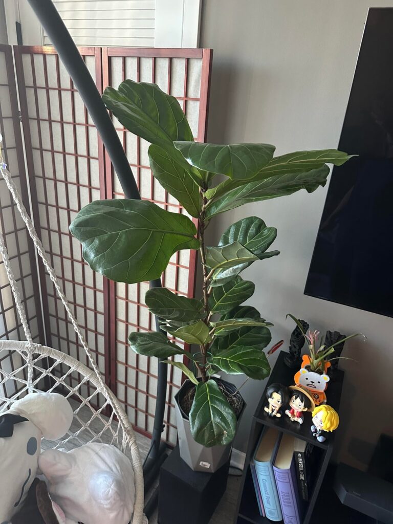 Help propagating!