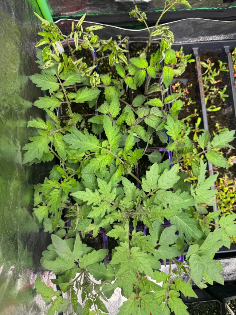 What’s wrong with my spoon tomatoes?