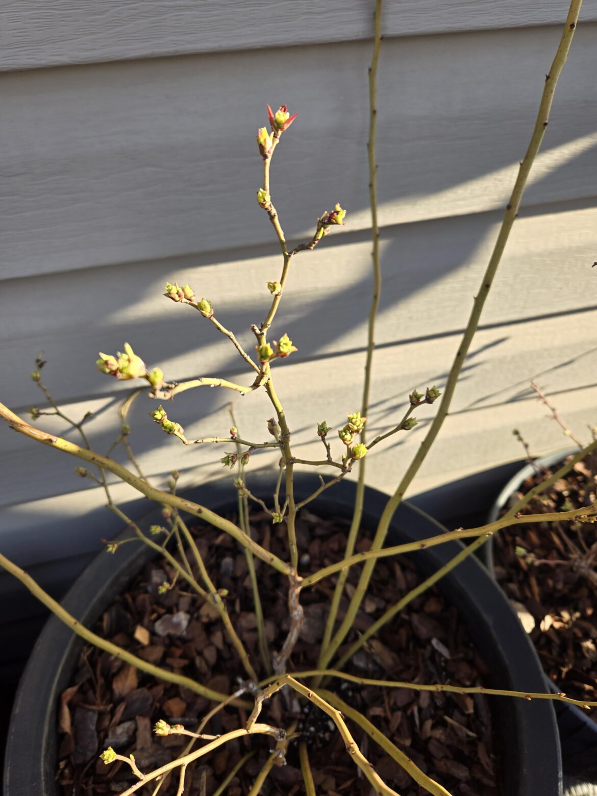 Artic blast coming, all berries have buds