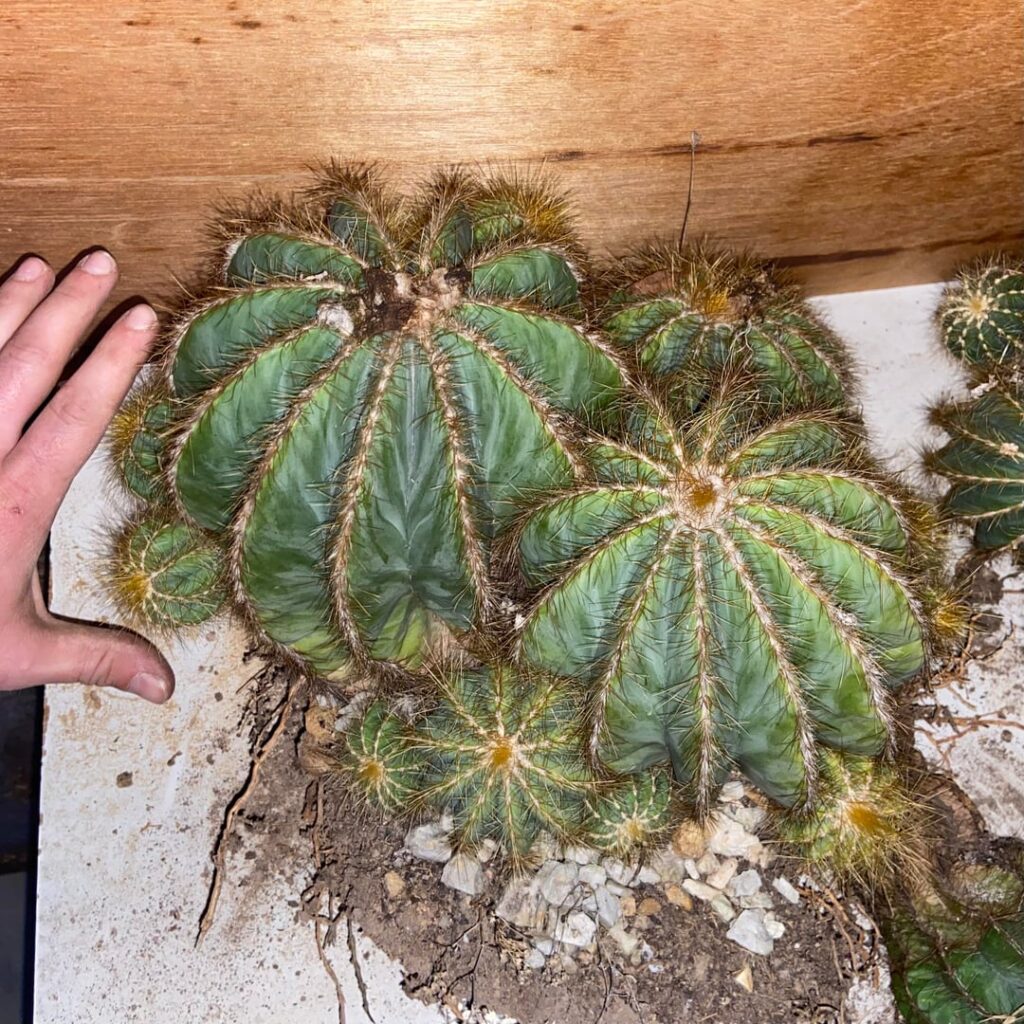 Just got these two clusters from an estate sale