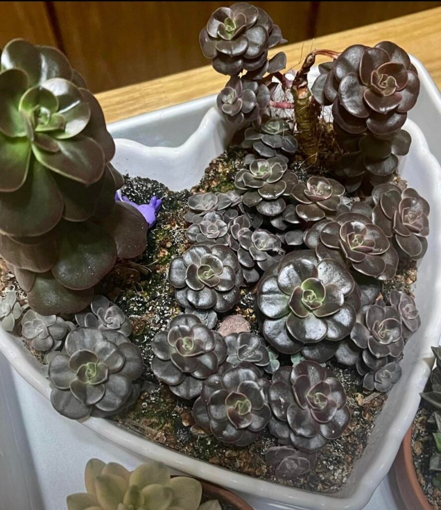 Show me your shameful before and after plants Show me your shameful before and after plants