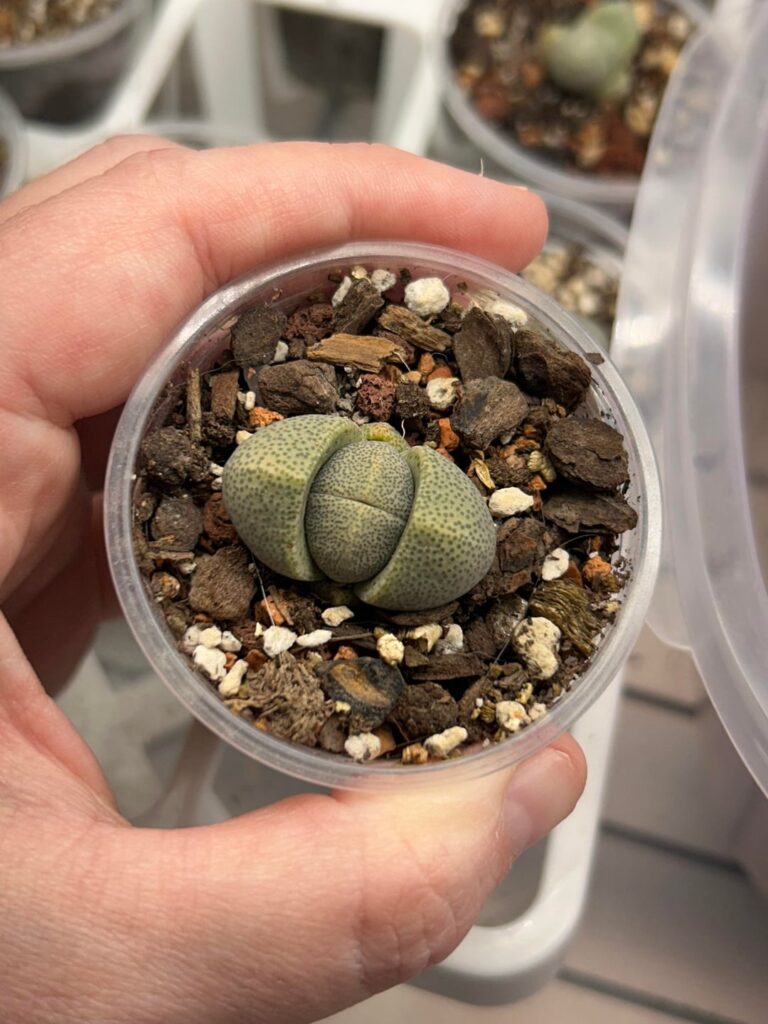 A pair of pleiospilos!
