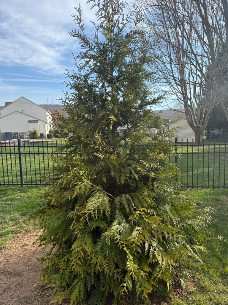 New thuja green giants. PLEASE HELP!
