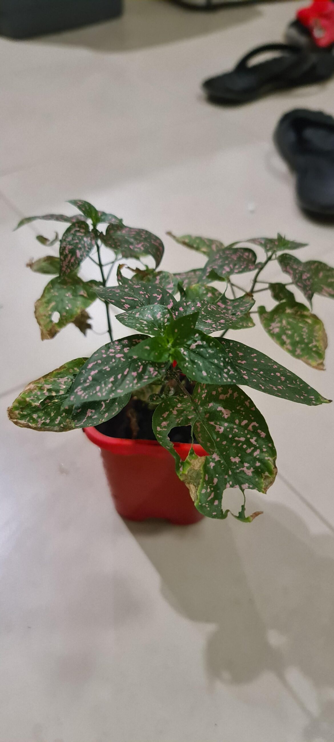 Hypoestes