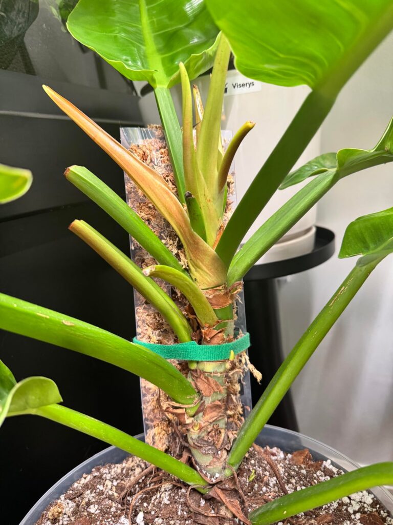 Home Depot rescue Home Depot rescue