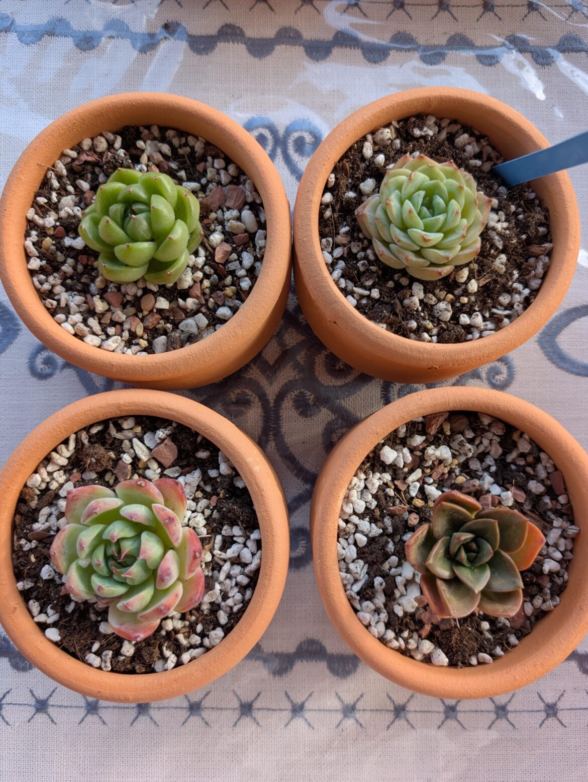 Baby echeveria ID help