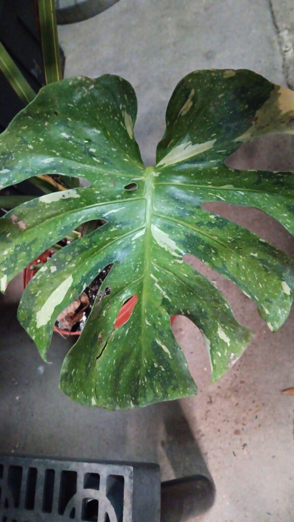 Found this thai sport. Anyone know if theres a name for this type of variegation with the 2 greens?