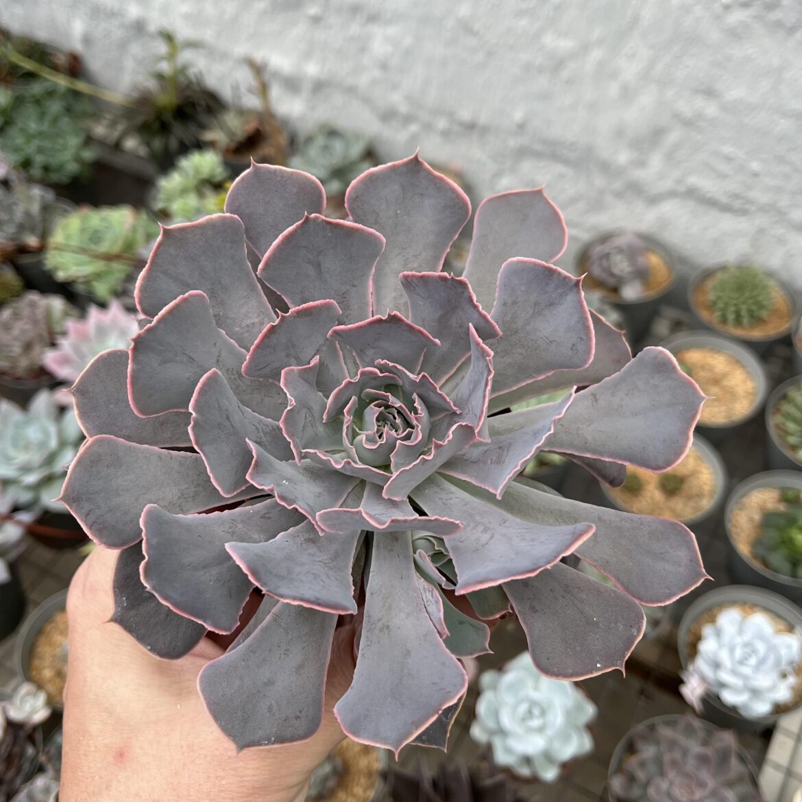 runyonii x shaviana ‘Pink Frills’