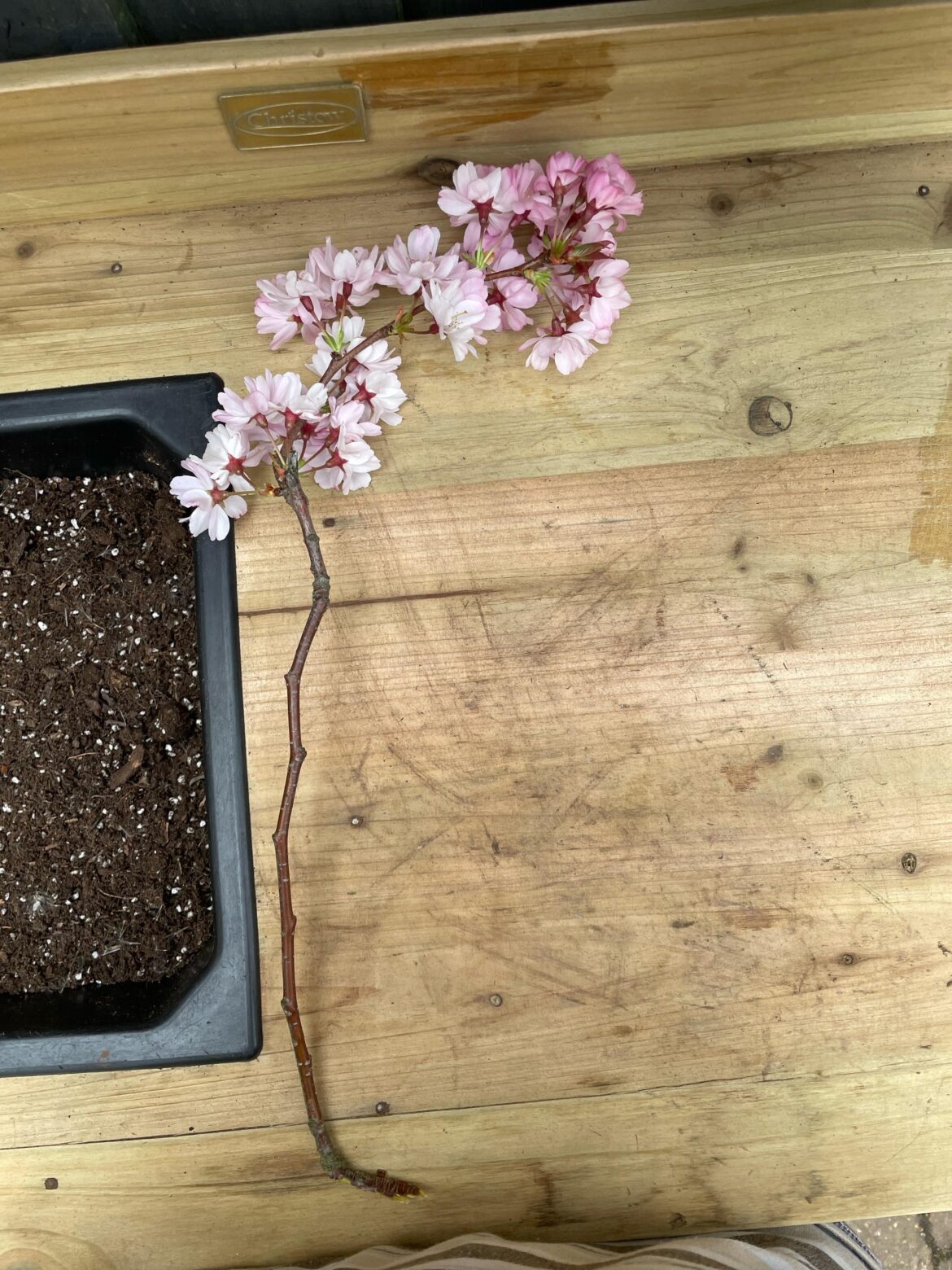 How do I get this to root (I’m in Milton Keynes uk I found it outdoors