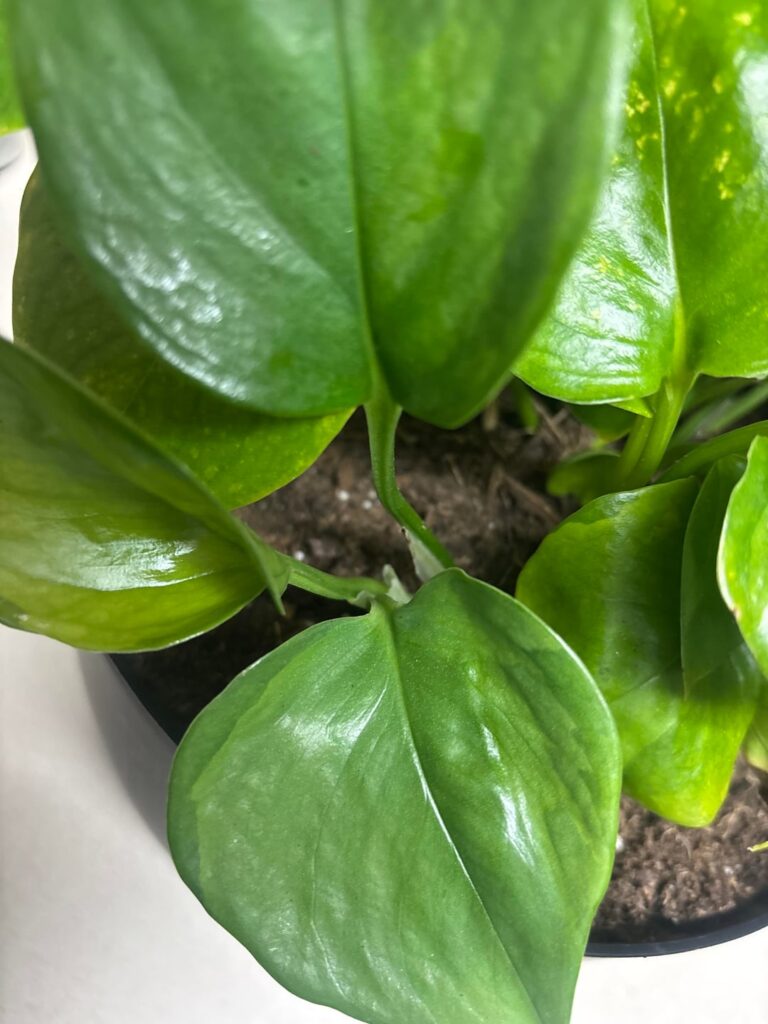 Pothos or Philodendron?????