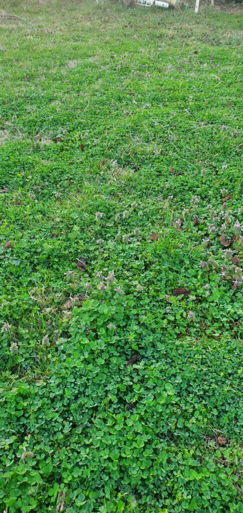 Fall clover seeding leading to a beautiful early spring