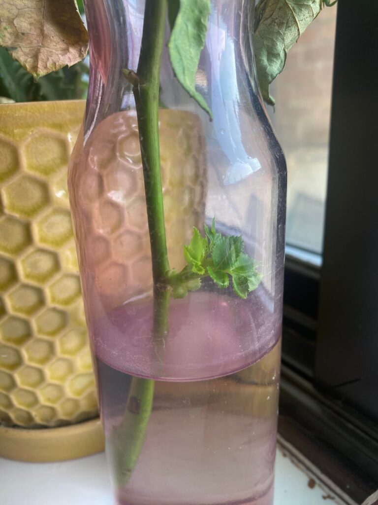 Is it possible to plant this? Is it possible to plant this?