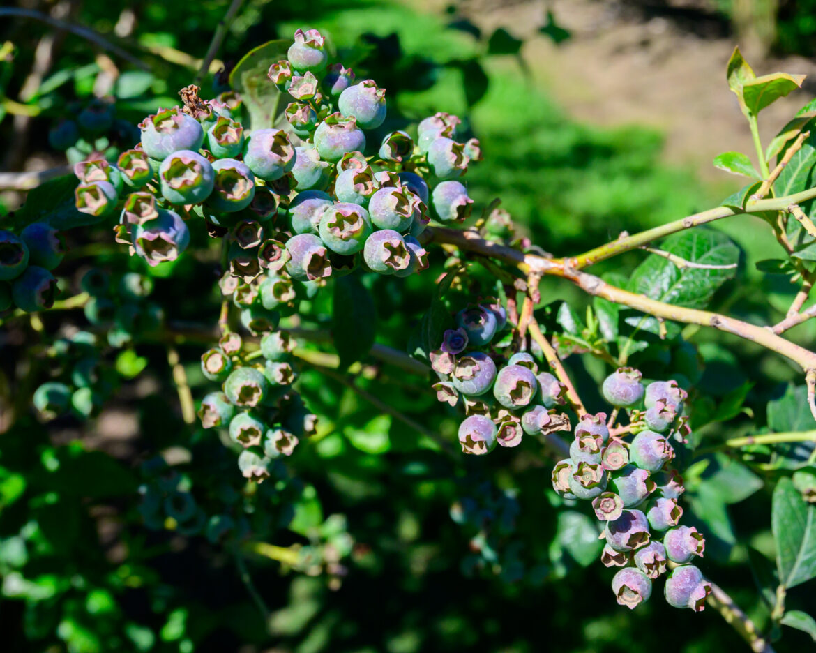 A guide to Whatcom County gardeners’ spring checklists A guide to Whatcom County gardeners' spring checklists