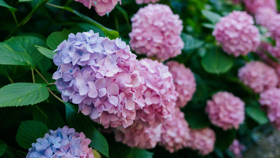 close up of hydrangeas in ornamental garden