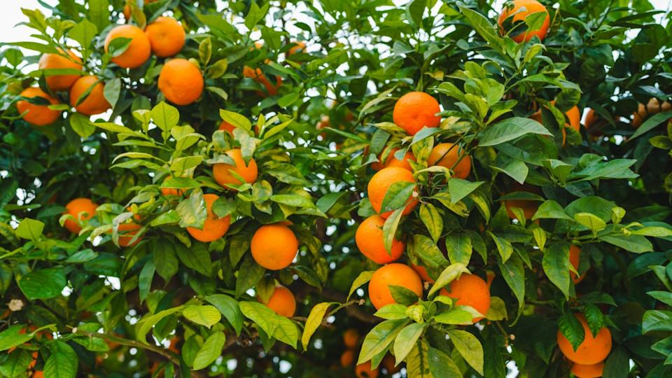 Clementine mandarin tree adorned with ripe, sun-kissed fruits, radiating the essence of a bountiful harvest.