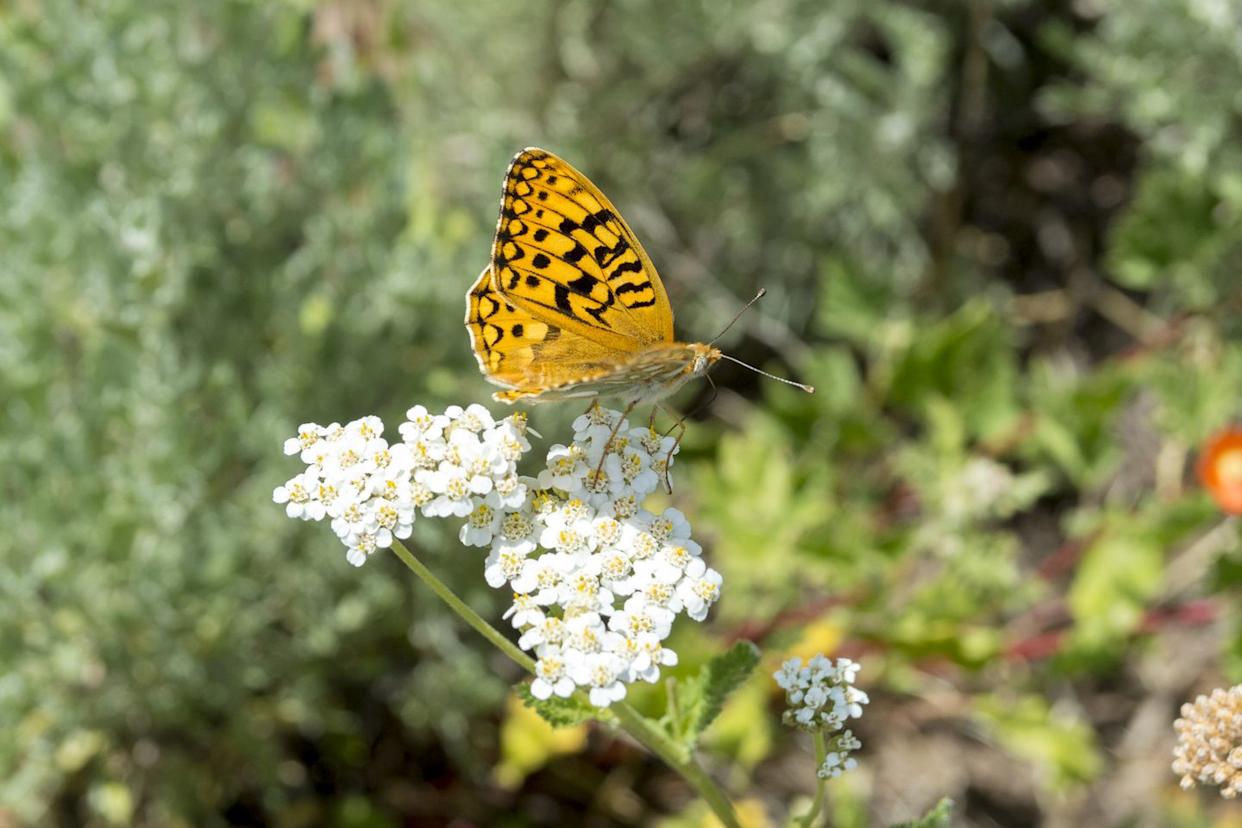 great spangled fritillary (speyeria cybele) butterfly on achillea millefolium (common yarrow) wildflower