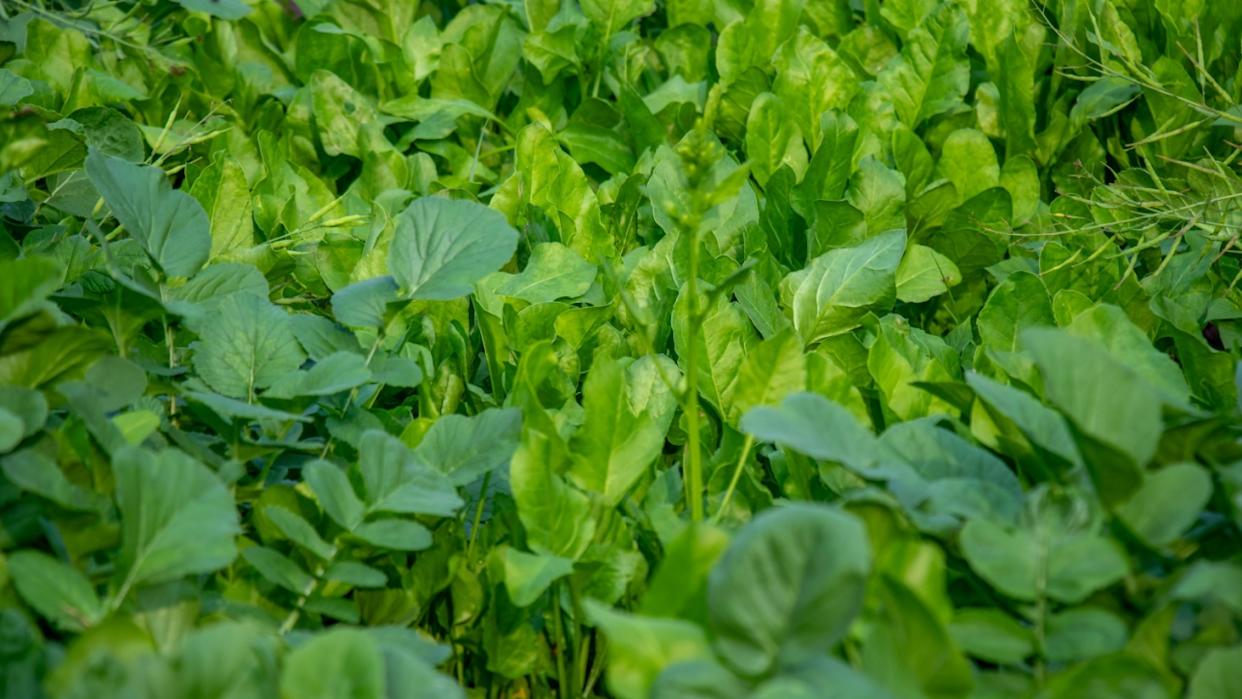Spinach, radish, and mustard grow together in a mixed spinach forms a layer, mustard adds height, and radish fills gaps creating a space efficient, soil friendly planting