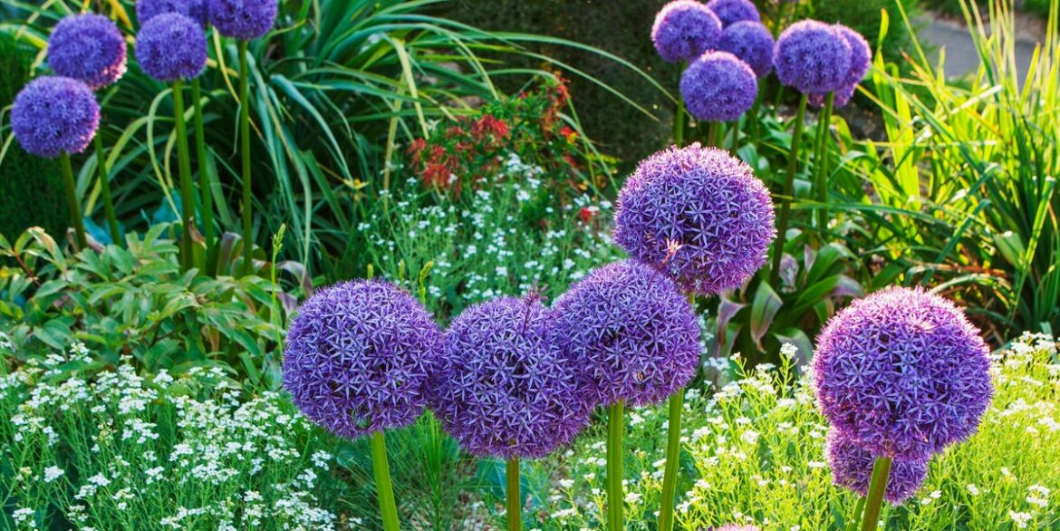 7 Easy-to-Grow Flowers That Make Your Garden Look More Expensive — From Alliums to Hydrangeas