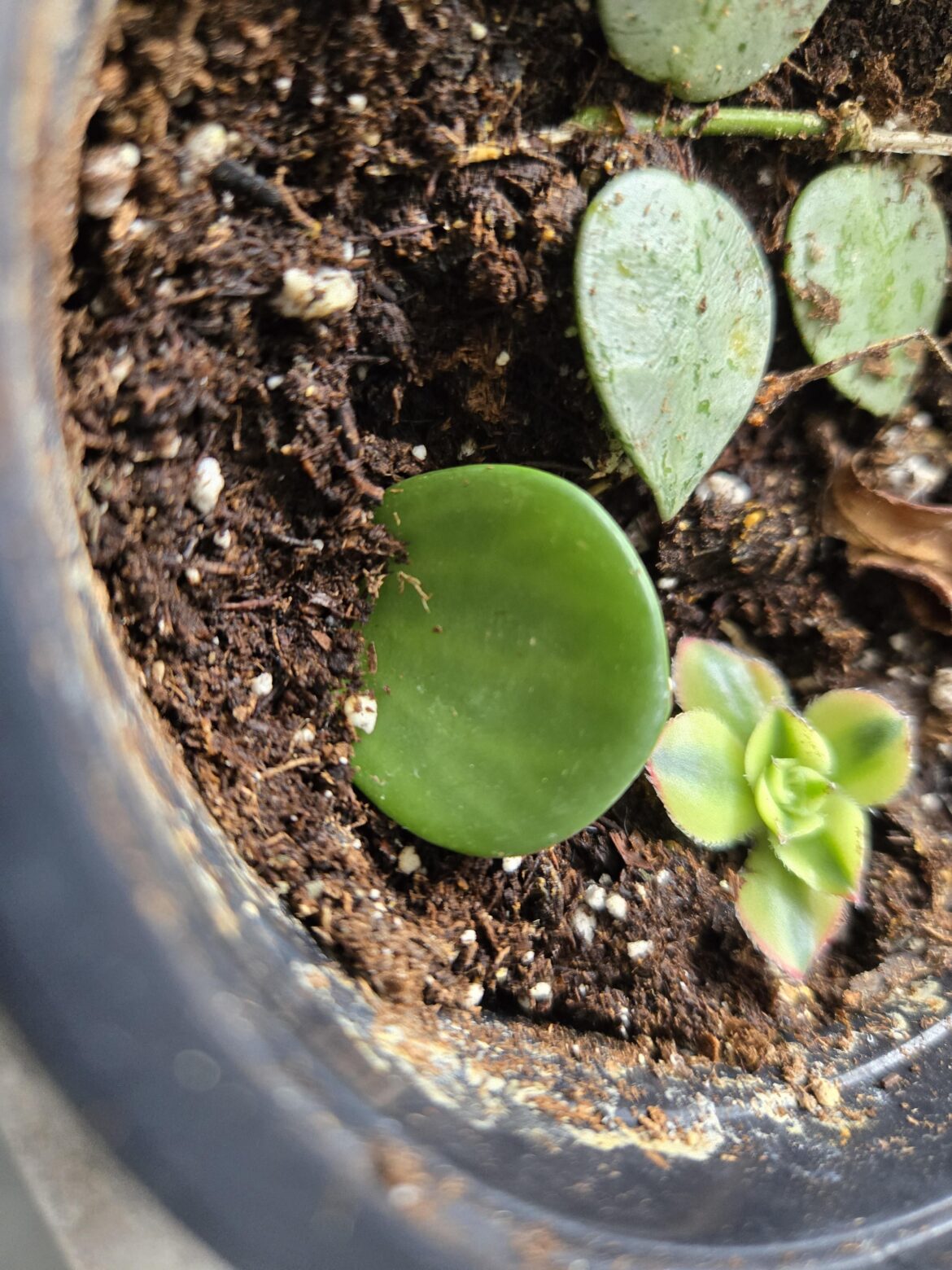 Can peperomia hope be propagated from a single leaf?