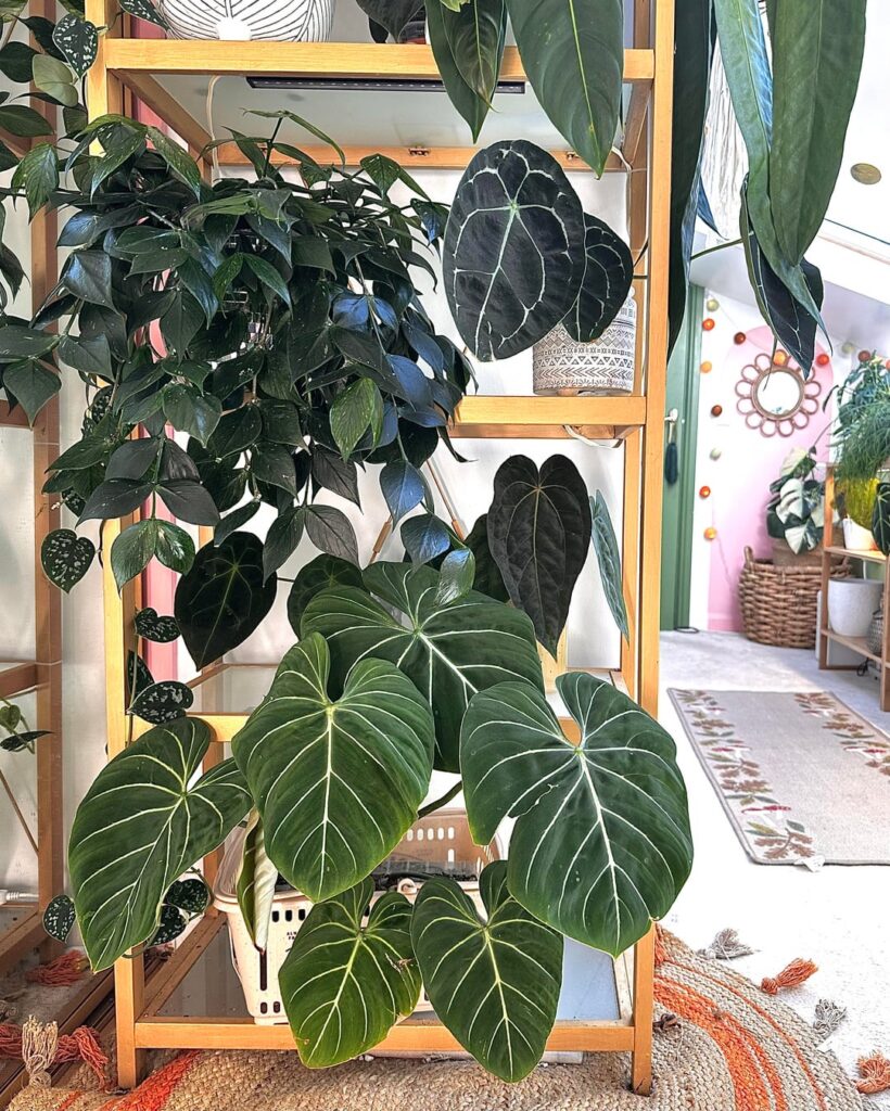 My tallest plant shelves after the reshuffle