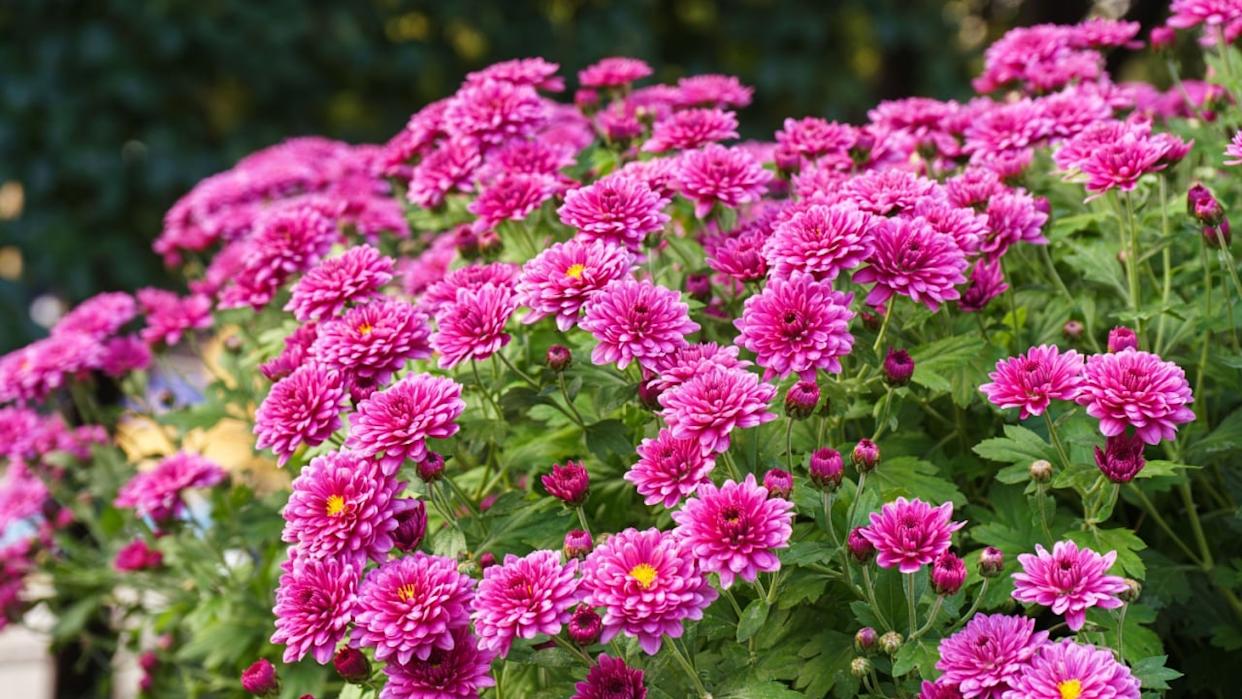 Fresh bright blooming pink chrysanthemums close up bushes planted in line in autumn garden outside in sunny day. Flower background for greeting card, wallpaper, banner, header.