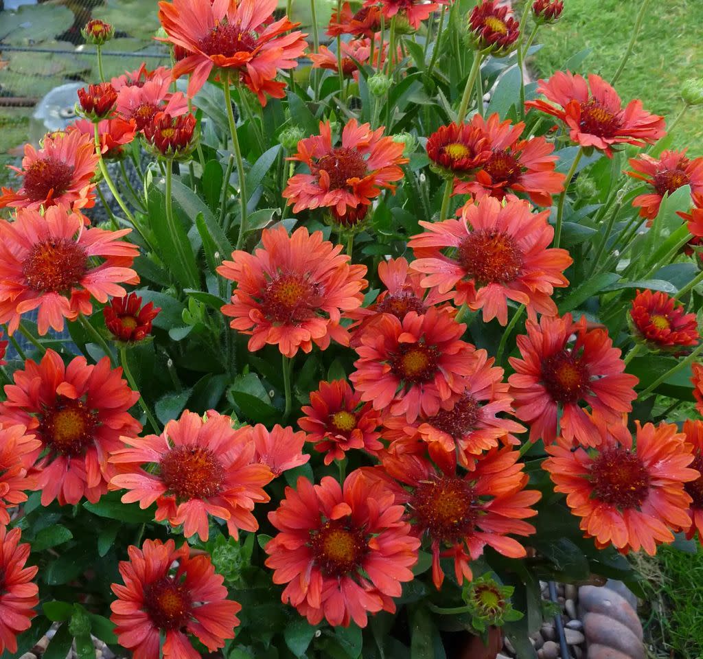 Credit: Southern Living Plant Collection