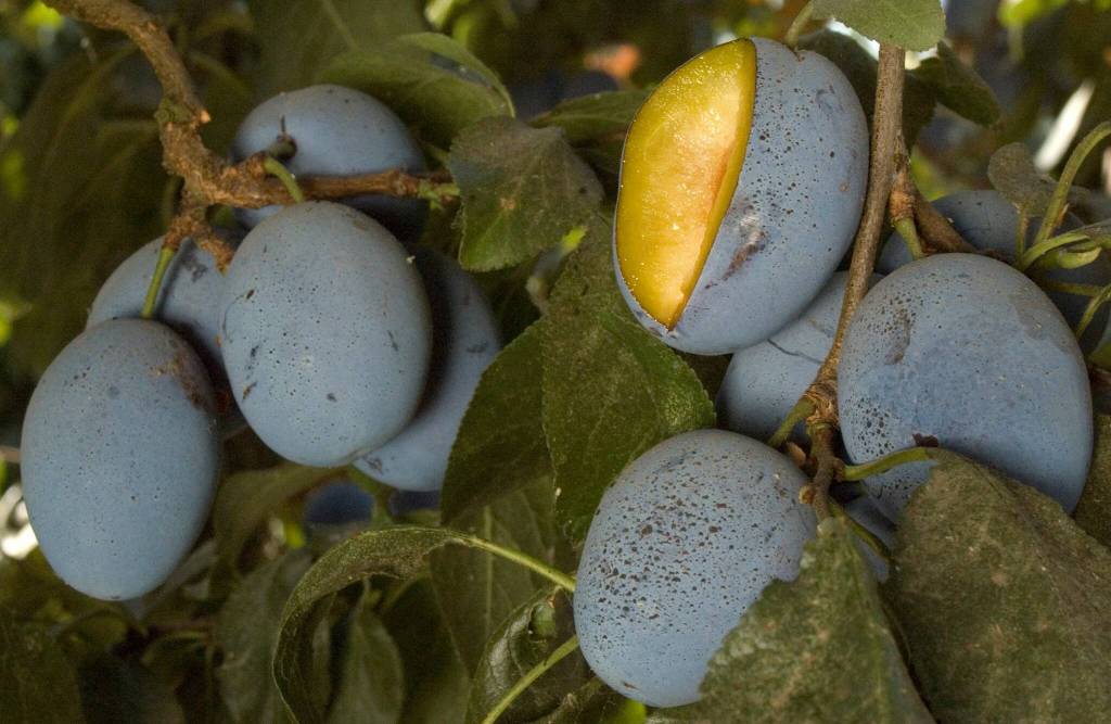 The Golfing Gardener: Precocious Plums Stanley is an Italian-type variety of plum. (Dave Wilson)