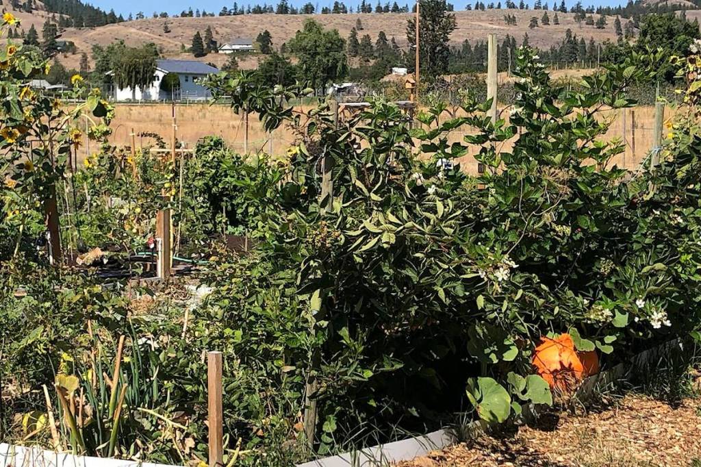 Neighbourhood Small Grants available in South Okanagan, Similkameen Garden tours and community garden gatherings were among the events in Summerland funded through the Neighbourhood Small Grants program in the past. Applications are being accepted for grants for 2026. (Summerland Review file photo)
