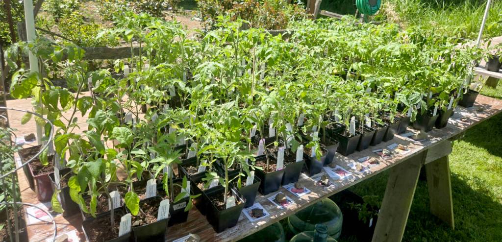 Save the date for Master Gardeners’ annual plant sale Save the date for Master Gardeners’ annual plant sale