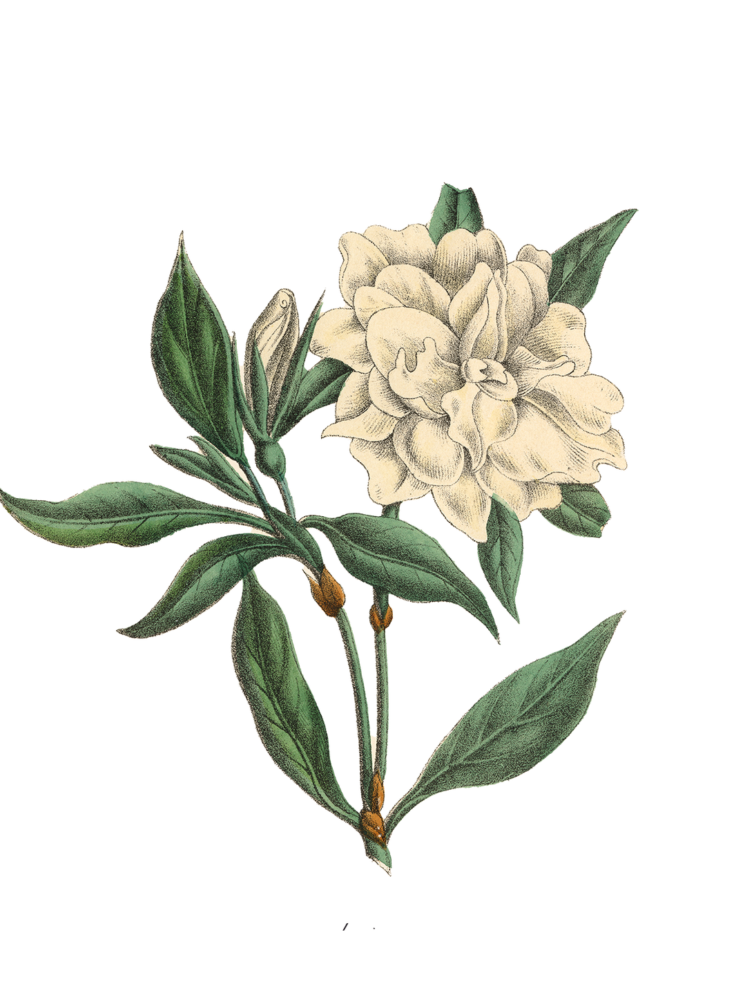 illustration of a flowering plant with white petals and green leaves
