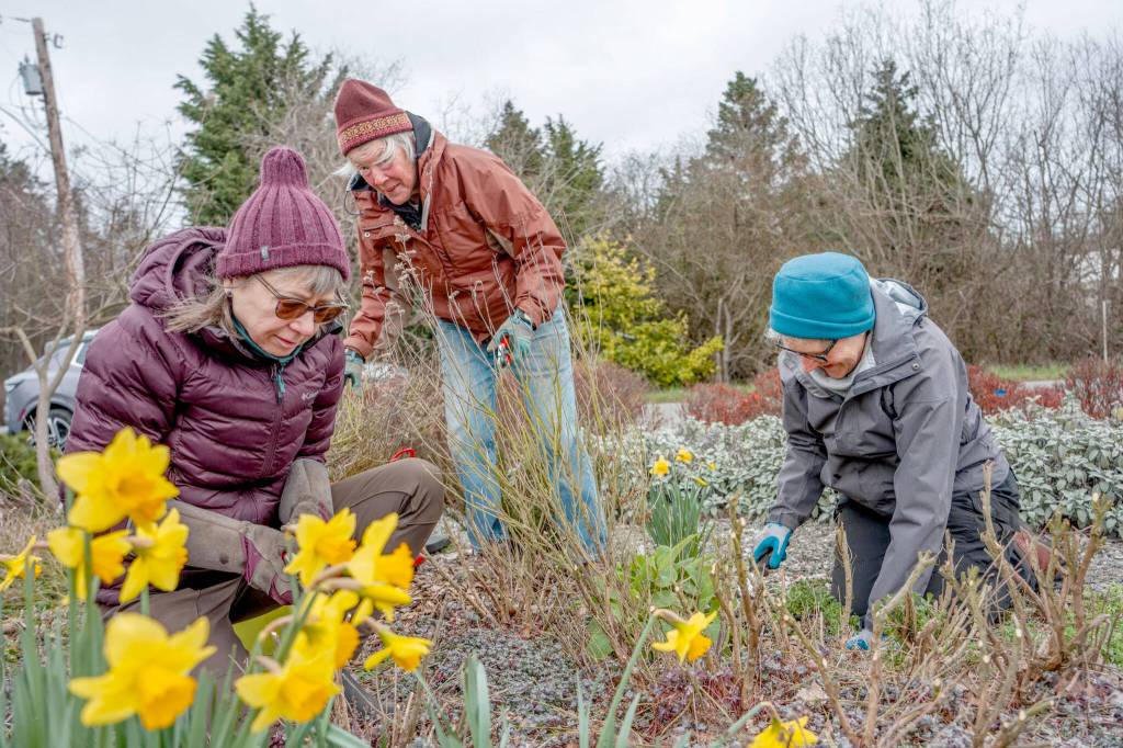 Pocket park gardeners | Peninsula Daily News Master Gardeners, from left, Pam Kelley, Honey Niemann and Mary Larson weed and clean up the Minnie Nakano pocket park on Sims Way and 10th Street in Port Townsend on Wednesday. The trio were trying to beat a rainstorm coming in later in the afternoon. (Steve Mullensky/for Peninsula Daily News)
