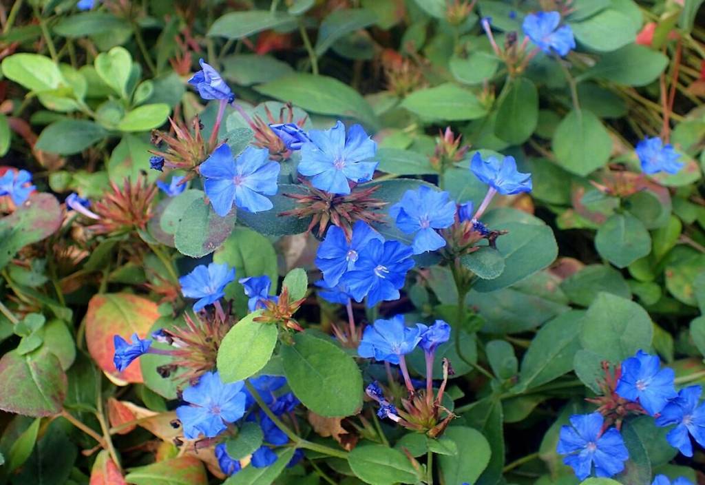 Love of Gardening event coming to Lake Country this spring A colourful late-summer-blooming perennial that is also drought-tolerant is Leadwort, or Cerastostigma plumbaginoides. (Okanagan Xeriscape Association)