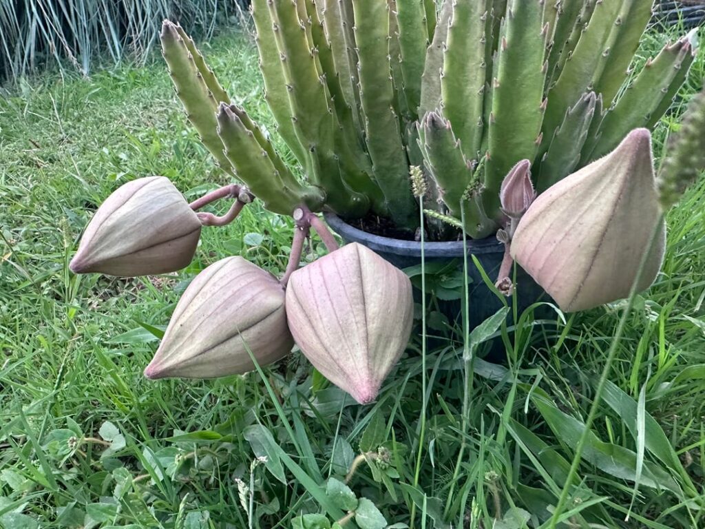 No para de florecer hace más de dos meses 🥰