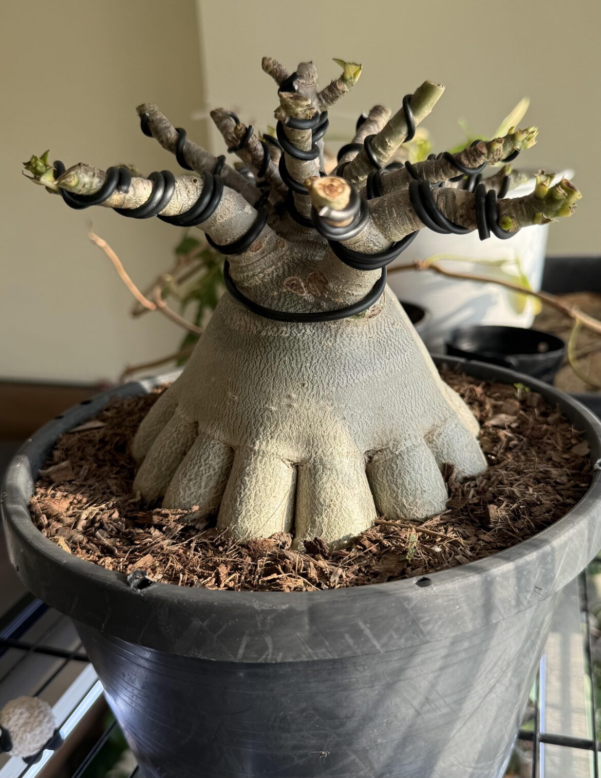 Thai Socotranum